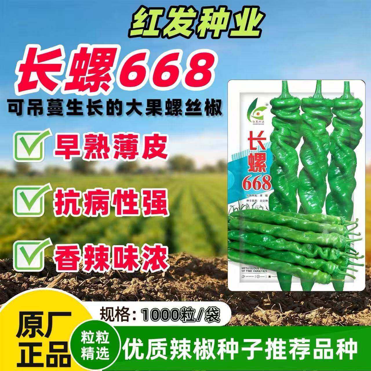 长螺668 螺丝椒种子早熟杂交一代抗寒抗病皮薄味辣长果型螺丝椒籽