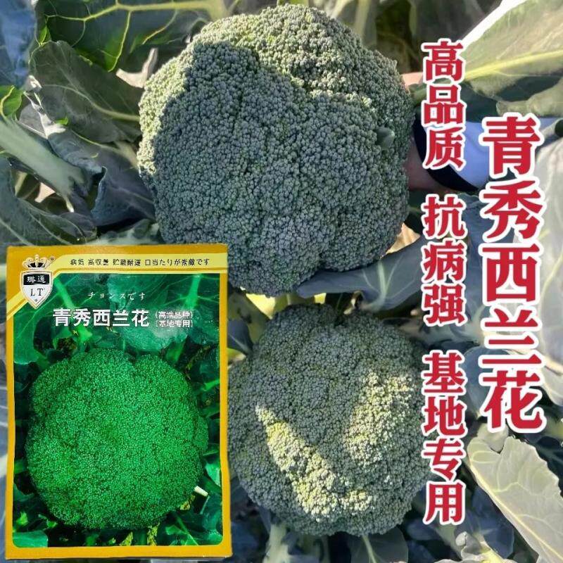 青秀西兰花种子基地杂交中熟西兰花春秋季深绿色花椰菜西蓝花种籽