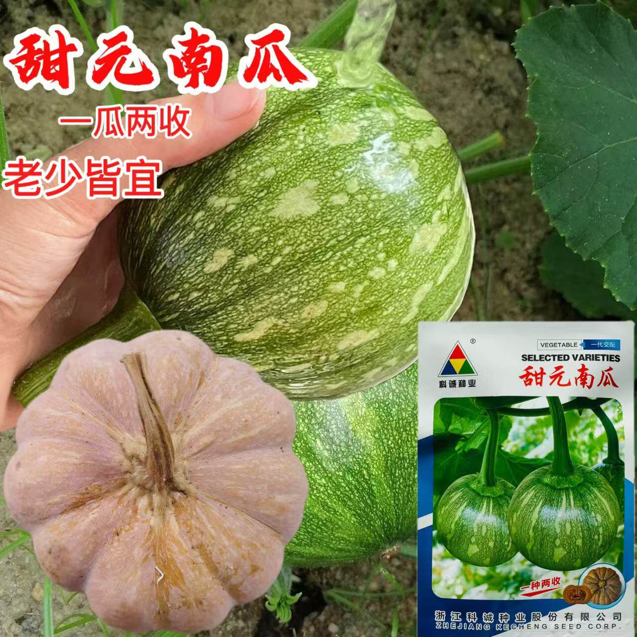 甜元南瓜种子浅绿带白色