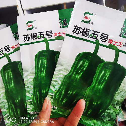 江苏农科院苏椒五号博士王辣椒种子杂交早熟薄皮微辣春秋两季播种