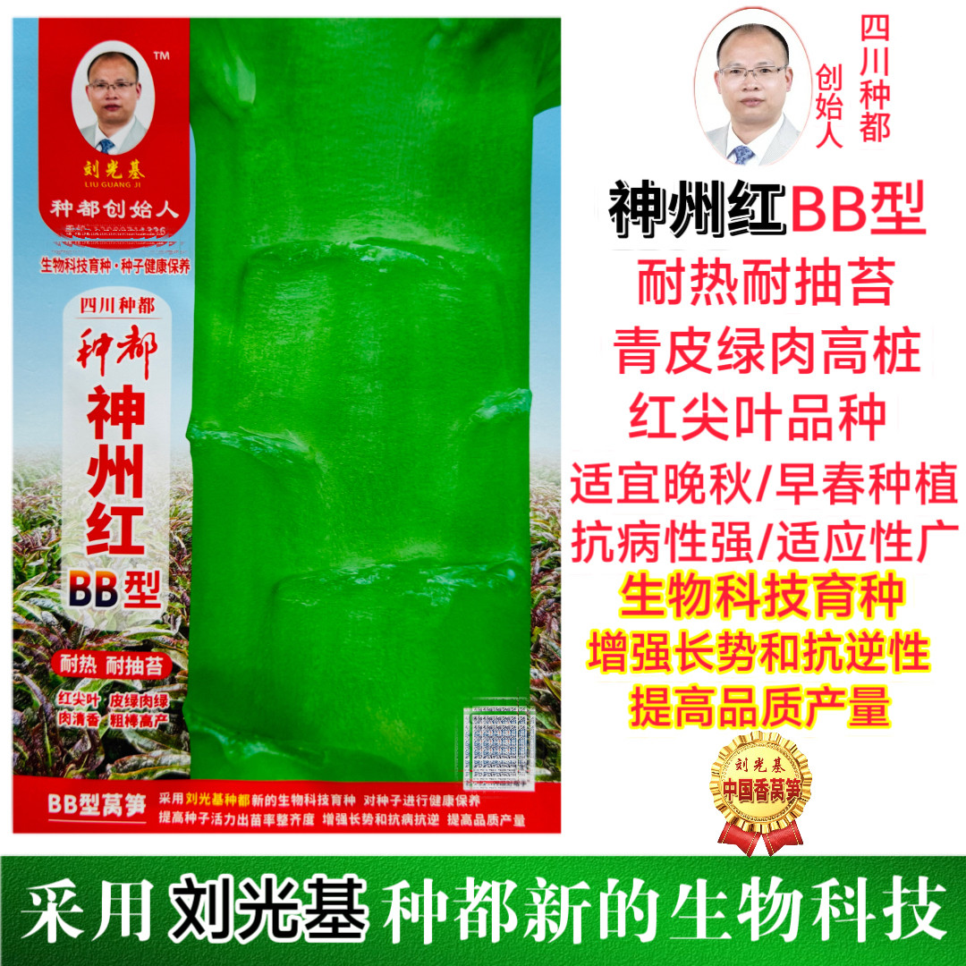 神州红BB型红尖叶莴笋耐寒耐热高桩红尖叶香莴笋抗病性强适应性广