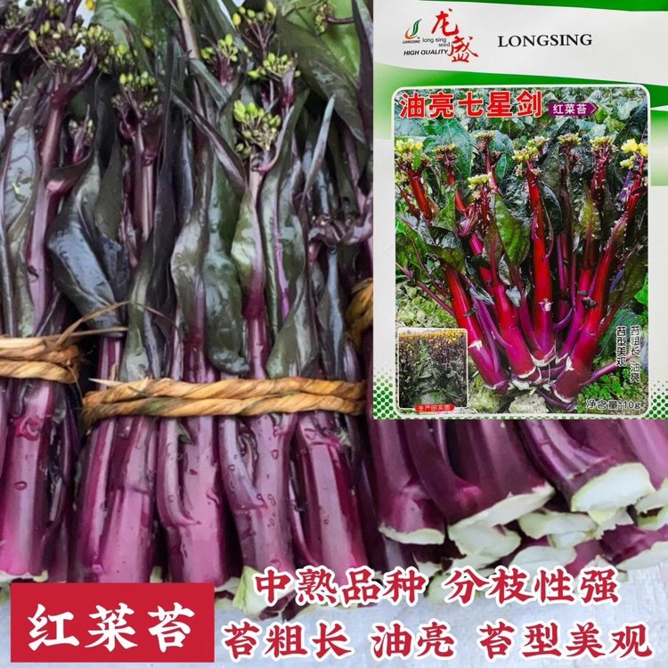 油亮七星剑红菜苔种子龙盛红菜心种籽高产抗病紫红色四季播菜花籽