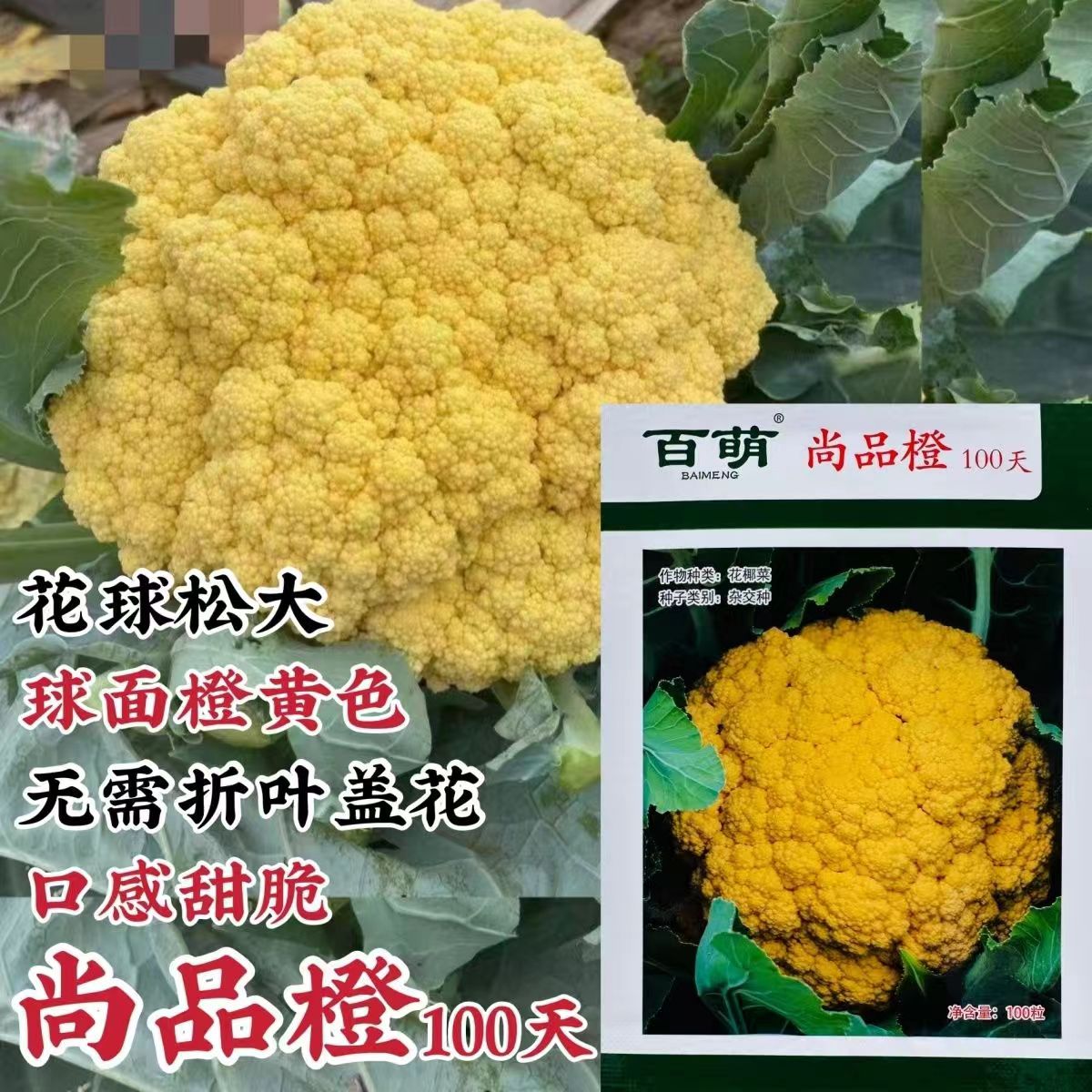 尚品橙100天橙黄色花菜种