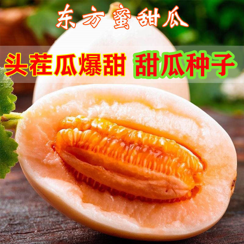 白沙蜜甜瓜高产特大水果种子