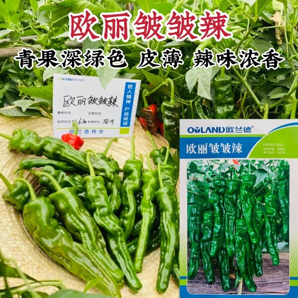欧丽皱皱辣种子特辣小皱皮皮薄