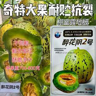 浪潮醉花阴2号甜瓜种子高产抗病耐裂超甜香瓜种子大田基地种