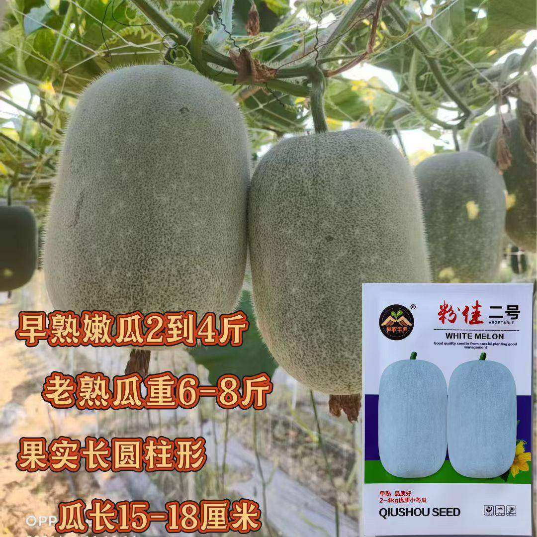 粉佳二号 粉皮小冬瓜种子 粉皮绿肉早熟高产抗病商品性佳 春季播