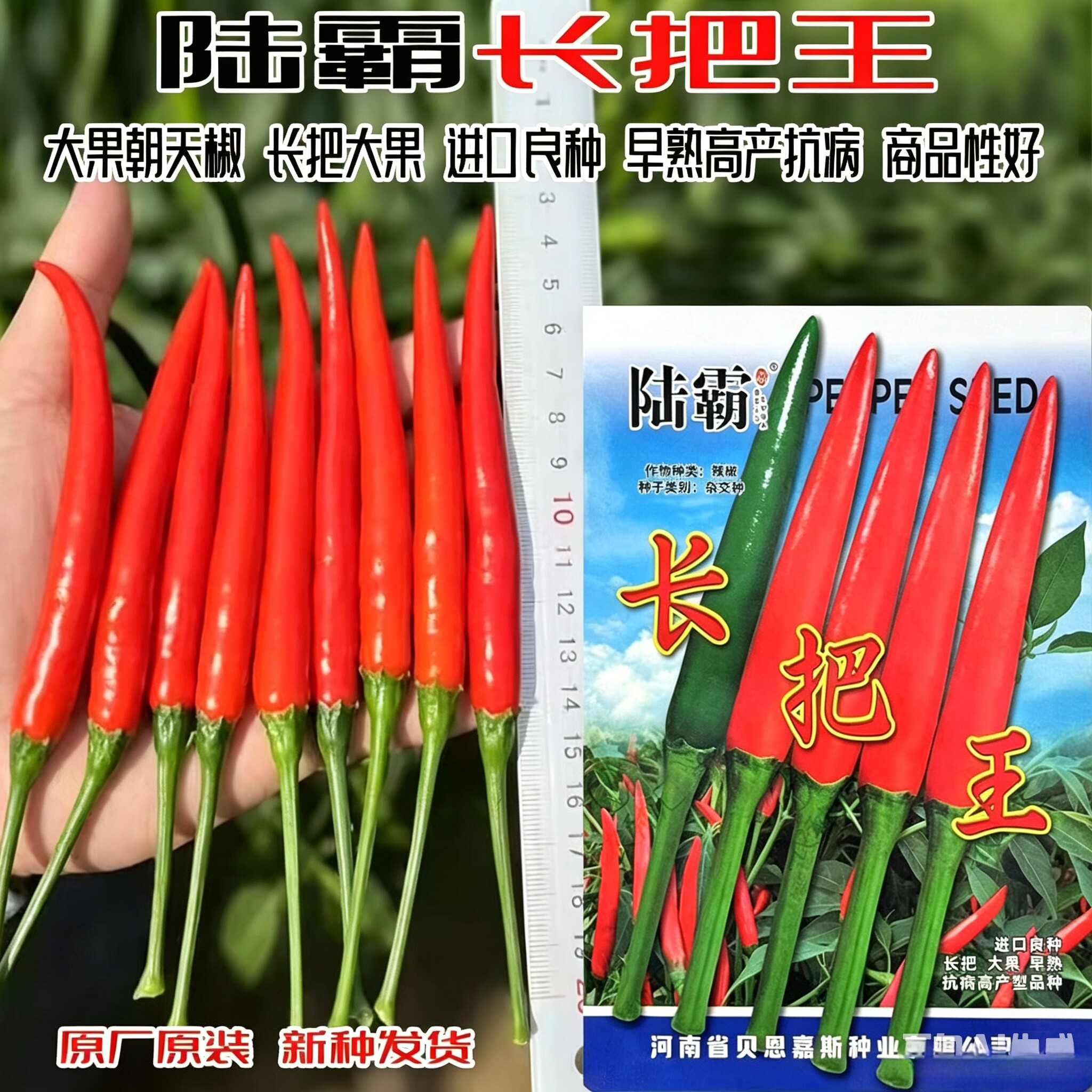 长把王大果朝天椒种子 硬果抗病中早熟辣椒种籽高抗炭蛆烂果病