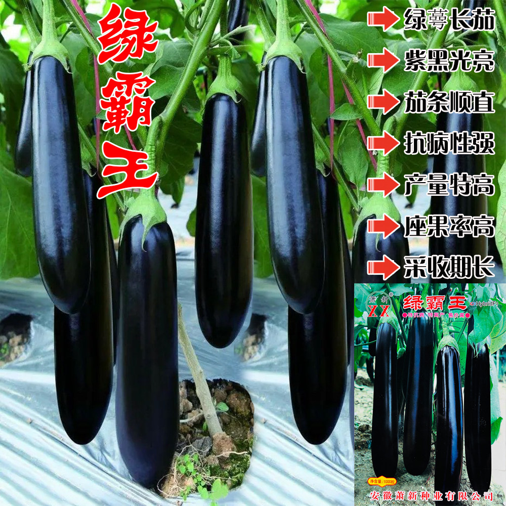 绿霸王茄子种子早熟紫黑长茄种籽丰产农家菜园基地茄子种孑蔬菜籽