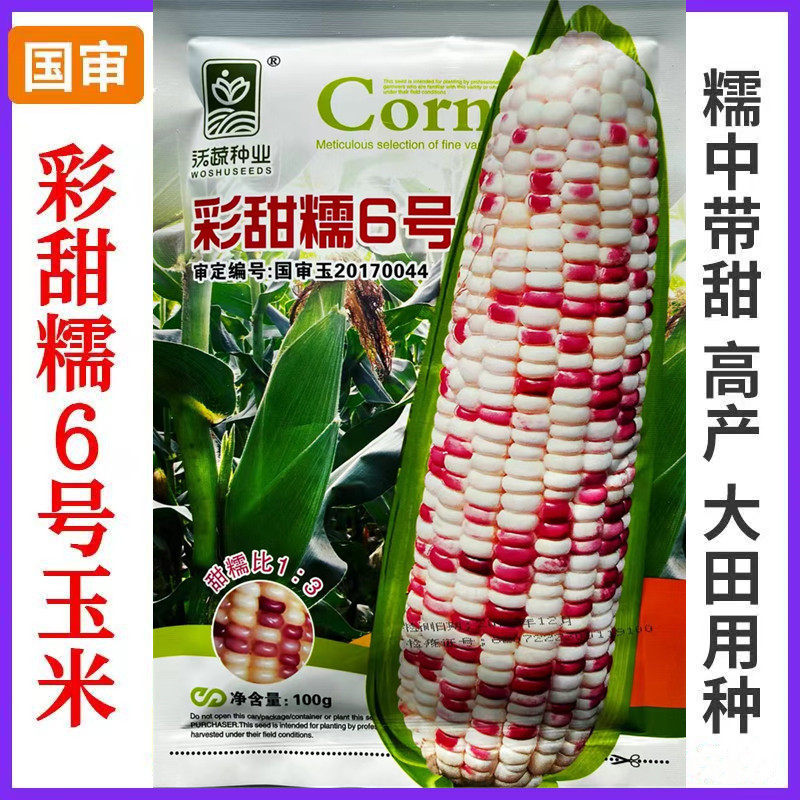 彩甜糯6号糯玉米种子矮杆