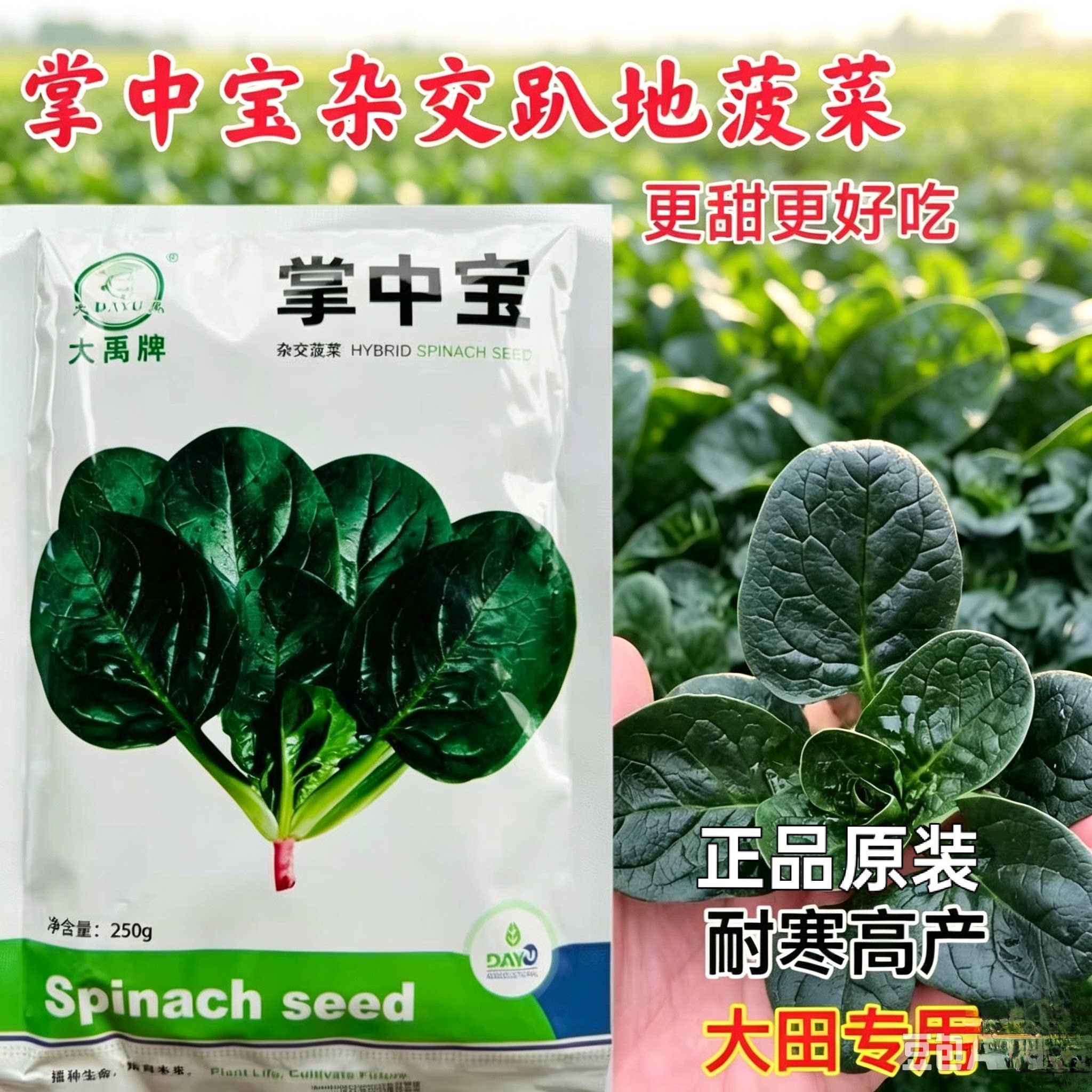 大禹牌掌中宝趴地菠菜种子 杂交菠菜大圆叶耐寒波菜籽小菠菜种子