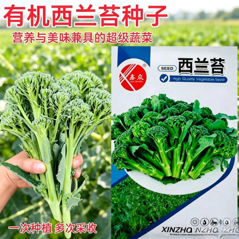 西兰苔种子杂交一代 一次种植多茬采收 高产易种耐热性好四季种植