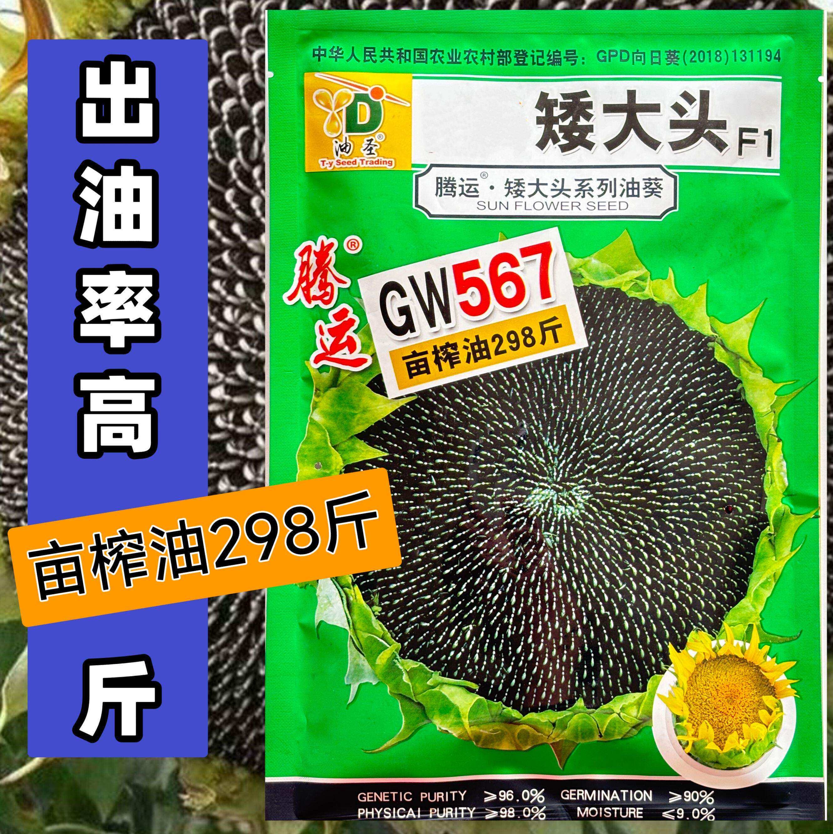 @矮大头油葵种子榨油向日葵种籽皮薄出油率高抗干旱向日葵籽