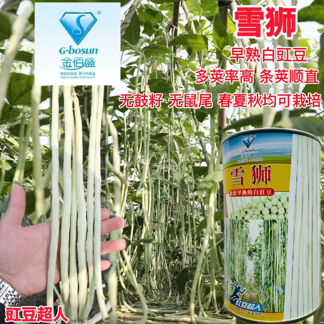金佰盛雪狮白豇豆种子极