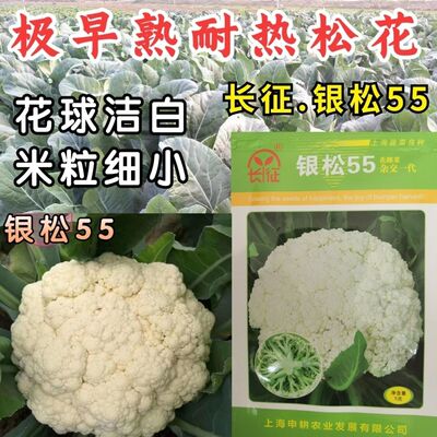 极早熟耐热松花菜种子银