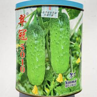 翠冠5010脆黄瓜种子中早熟抗病短棒水果黄瓜种籽绿瓤大田春秋播种