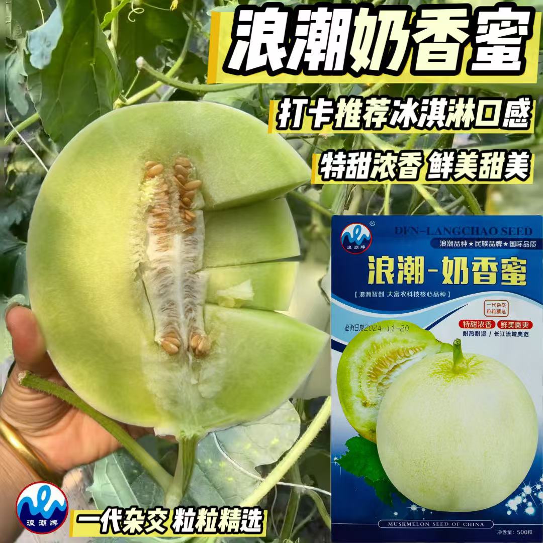 浪潮奶香蜜甜瓜种子早熟