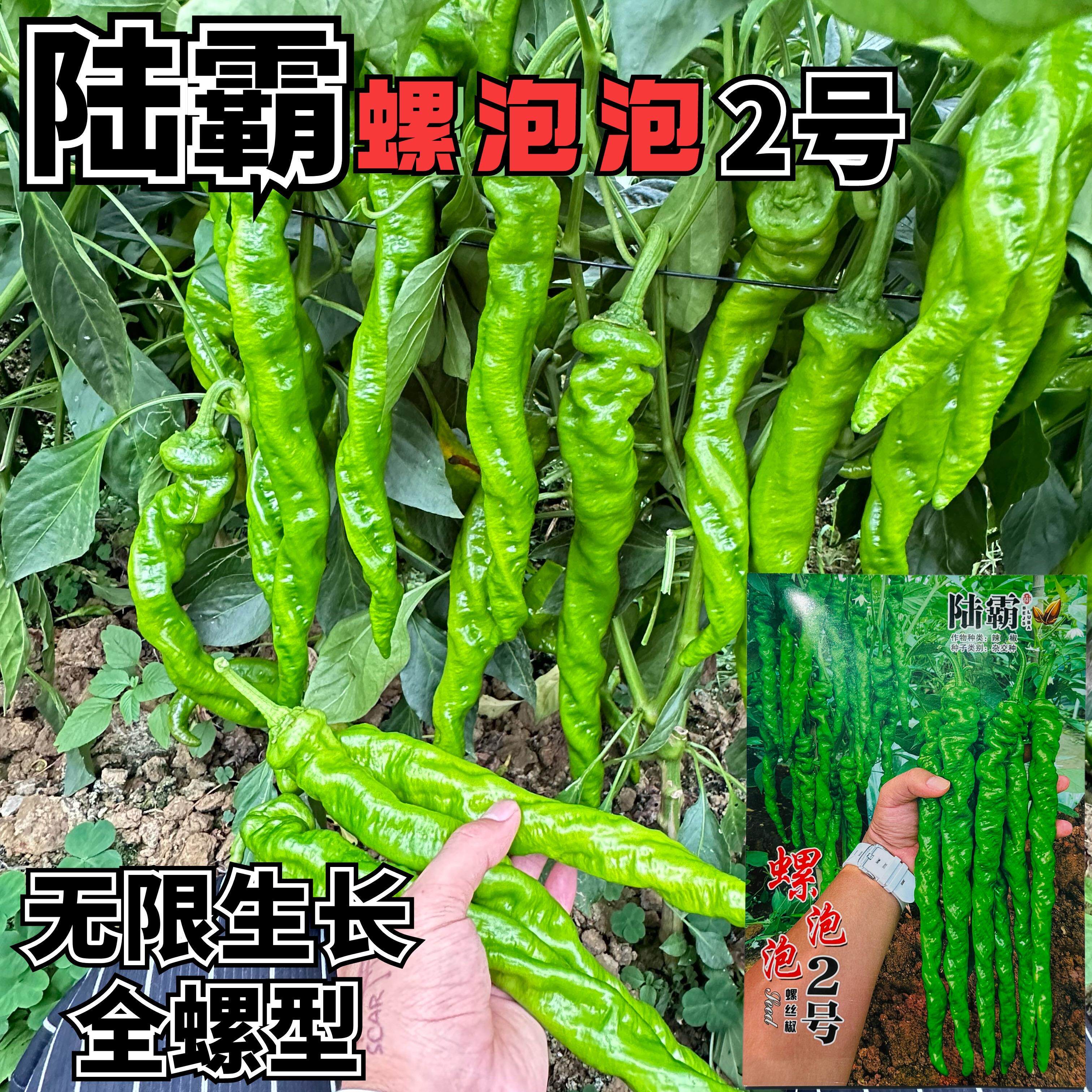 螺泡泡2号螺丝椒种子无限生长