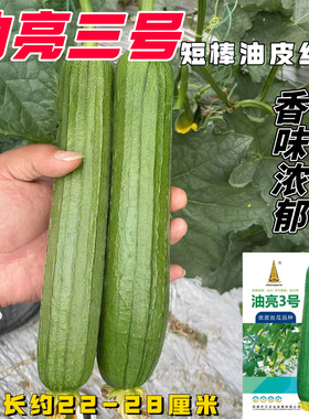 油亮3号早熟丝瓜种子瓜皮绿色油亮瓜圆柱形肉厚味浓长丝瓜种