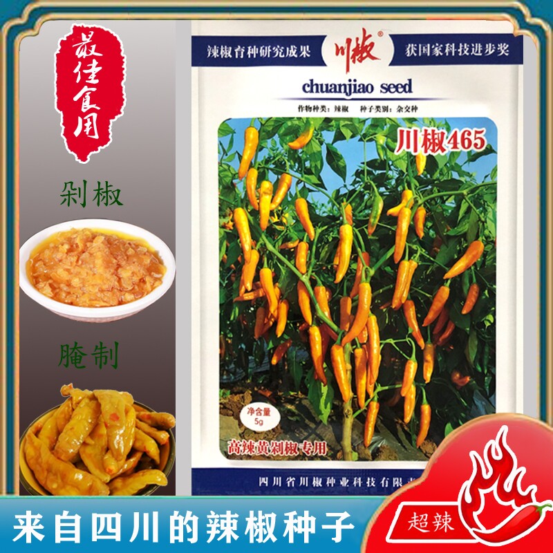 川椒465辣椒种子抗病高产