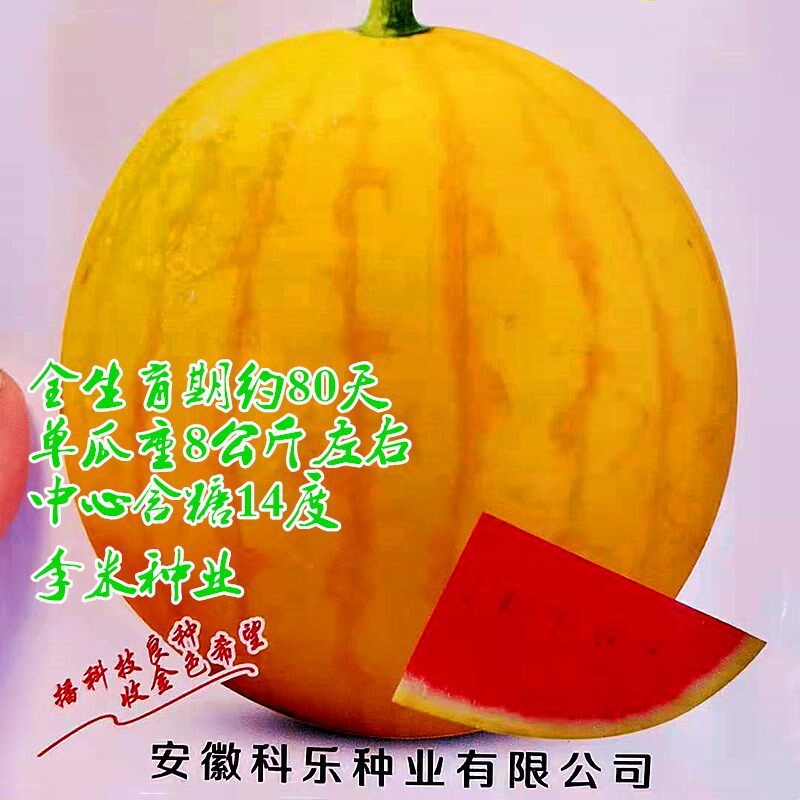 冰淇淋皇冠f1黄皮西瓜种子超甜籽