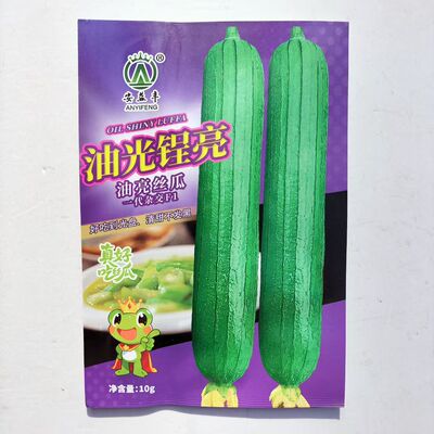 油光锃亮绿丝瓜种子早熟抗油亮丝瓜短棒油皮丝瓜种籽肉厚抗病高产