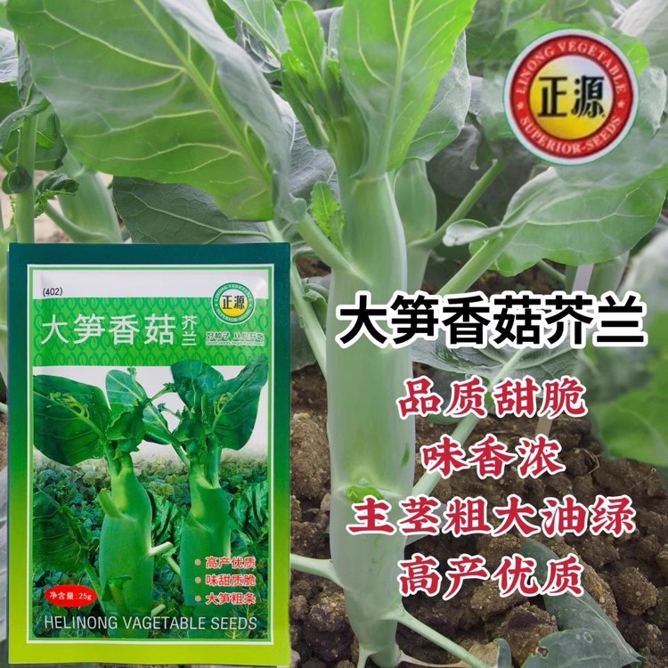 正源大笋香菇芥兰种子味甜质脆高产南北方四季鸡腿芥兰芥蓝菜种籽
