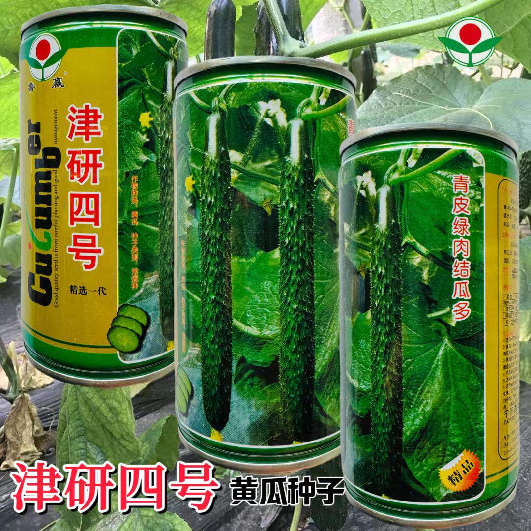津研四号青皮黄瓜种子绿皮绿瓤甜脆嫩绿黄瓜青瓜绿刺黄瓜蔬菜种子