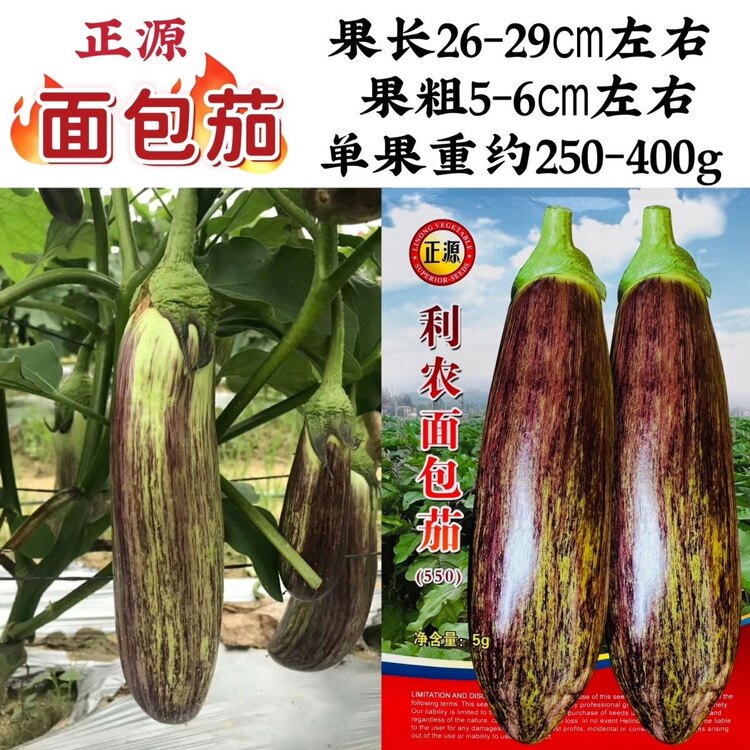 利农面包茄种籽紫绿相间彩色茄子