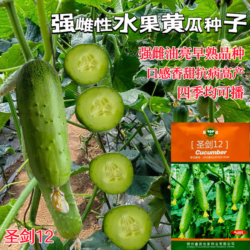 鑫园圣剑12水果黄瓜种子强雌型唐山秋瓜种籽短棒嫩绿油亮早熟春秋