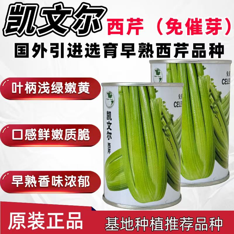 凯文尔西芹免催芽早熟西芹种子实杆叶柄浅绿嫩黄芹菜种籽口感脆嫩