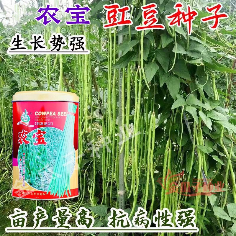 农宝豇豆种子耐高温抗病高产春秋季两用小叶长豆角种籽早熟农家豆