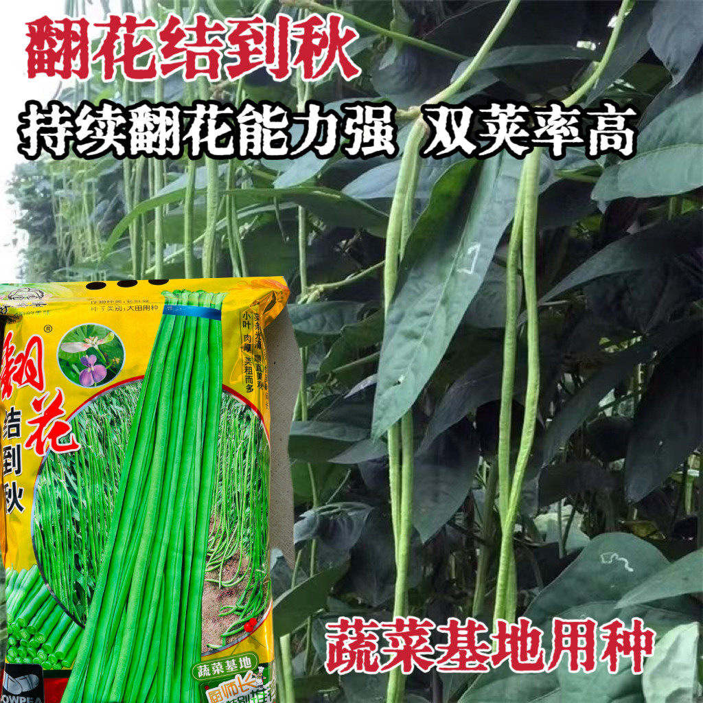 翻花结到秋豇豆种子高产抗病小业肉厚长豆角长豇豆嫩绿产量高条直