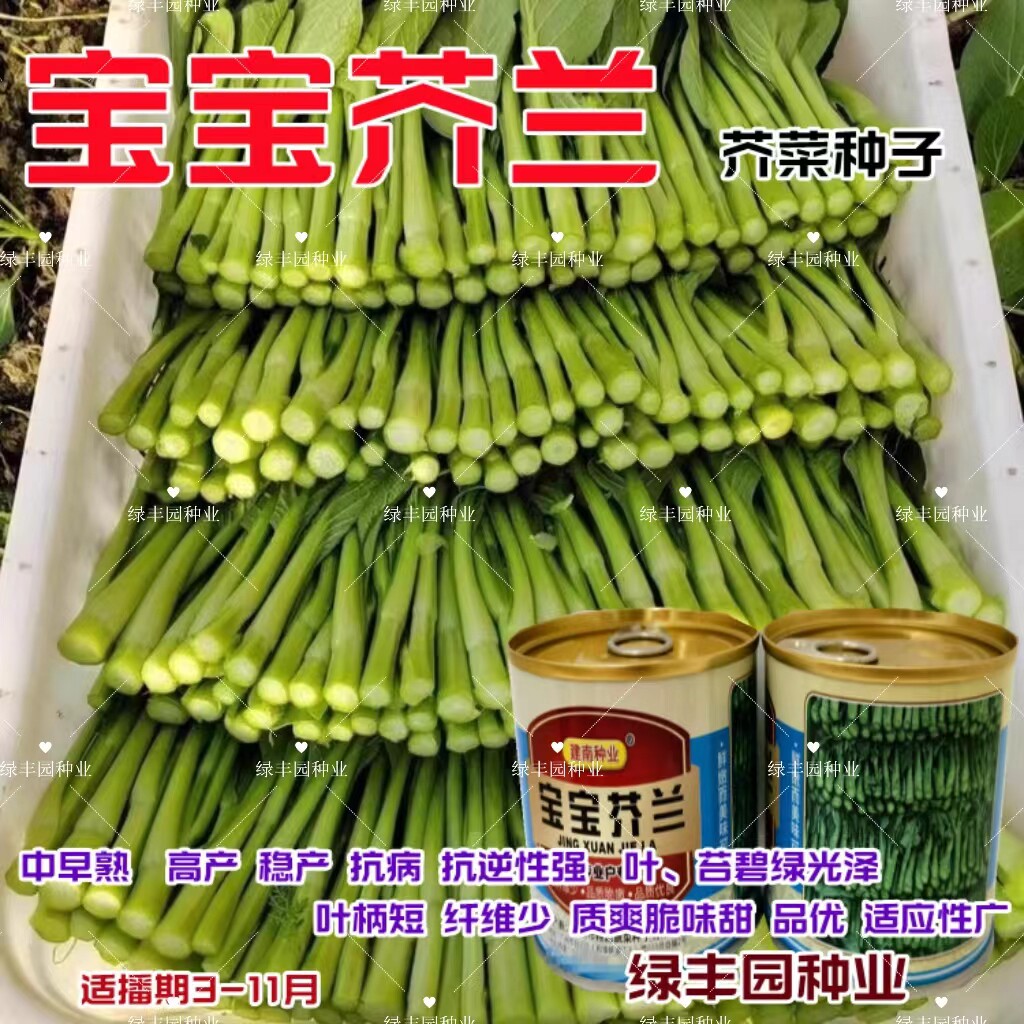 宝宝芥兰高产稳产抗病质脆纤维少