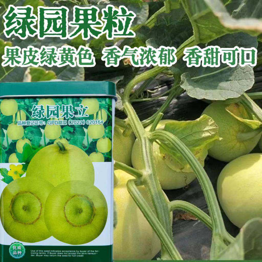 绿园果立甜宝甜瓜种子甜宝种子酥脆香甜薄皮香瓜甜瓜甜宝蔬菜种子