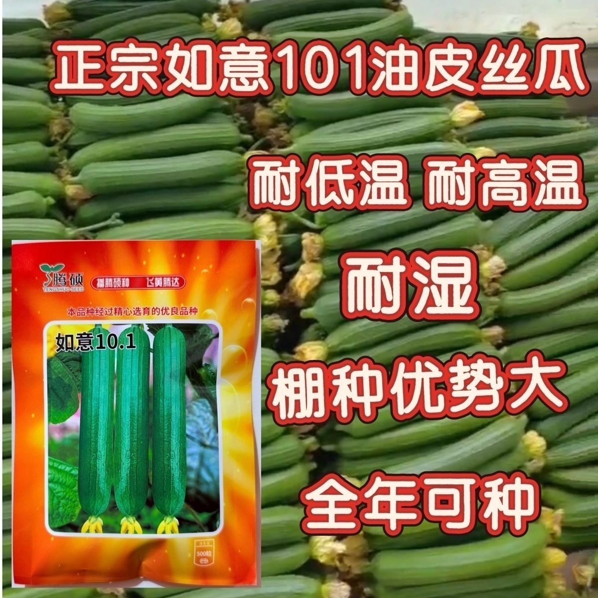 如意101丝瓜种子杂交短棒油绿丝瓜种子香味浓抗病耐低温弱光蔓生