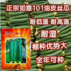 如意101丝瓜种子杂交短棒油绿丝瓜种子香味浓抗病耐低温弱光蔓生