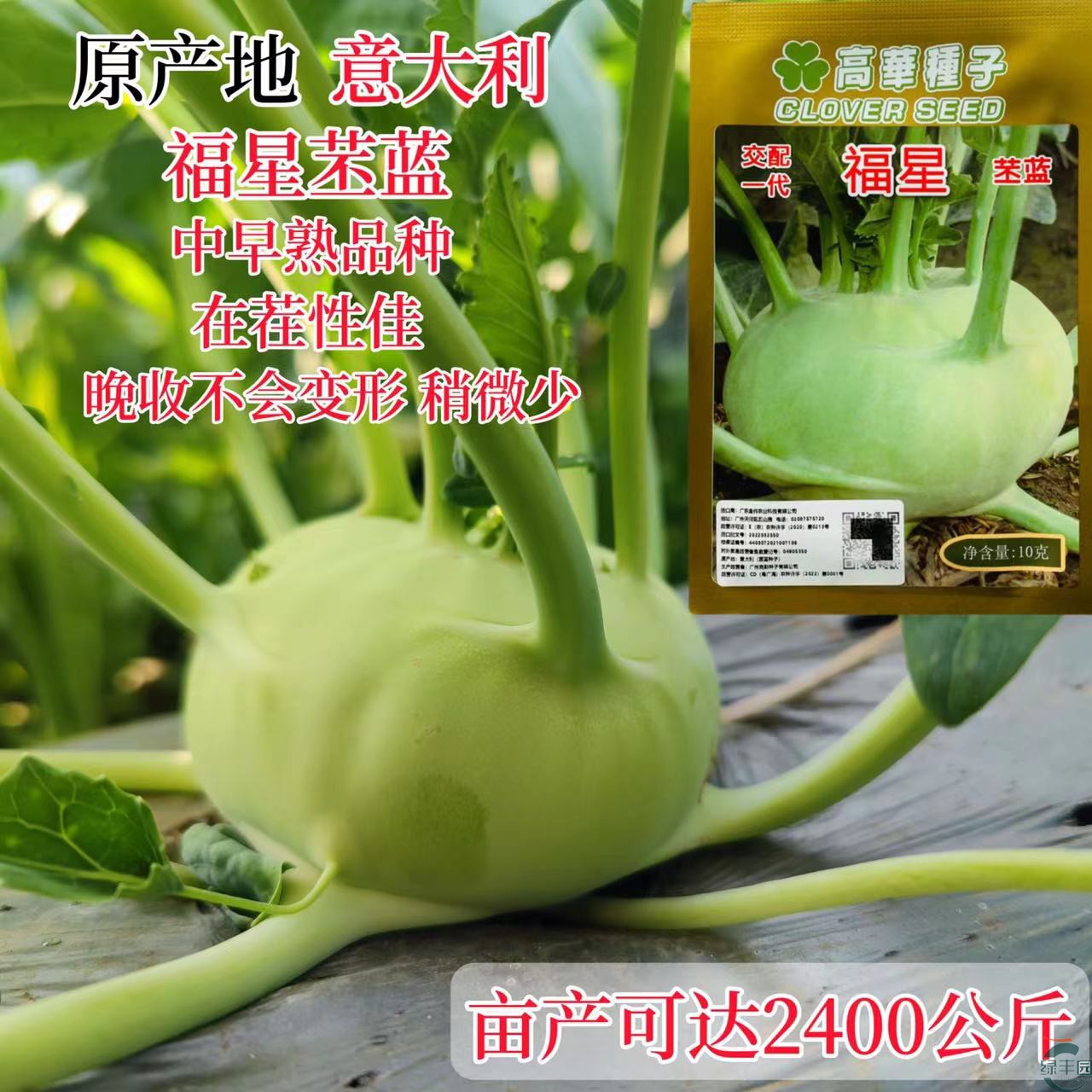 福星苤兰早熟高产水果青苤兰