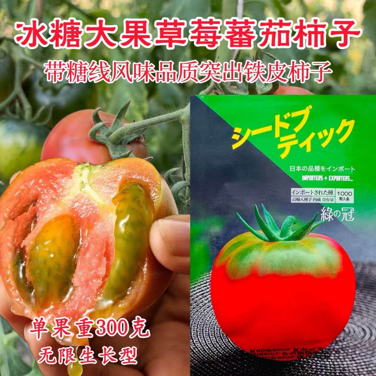 绿冠铁皮西红柿种子 无限生长浓绿果肩产量高甜度高草莓番茄种子