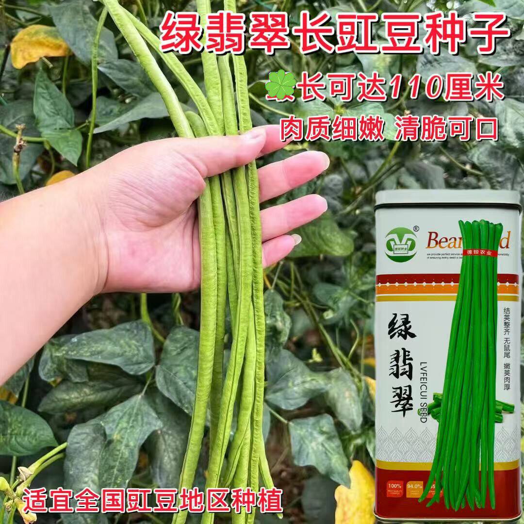 豇豆种子绿翡翠长豆角种籽农家春秋播中早熟抗病丰产搭架豇豆种孑