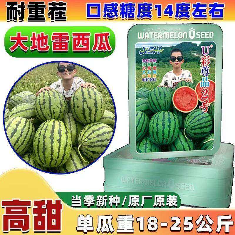 U彩尊品2号大果型甜王西瓜种子懒汉西瓜种子东北地雷瓜种子圆瓜种