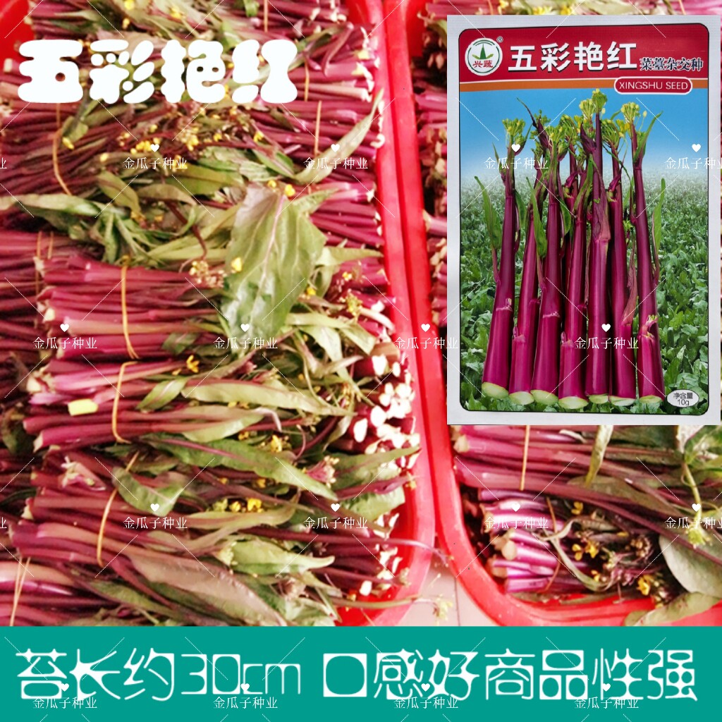 兴蔬五彩艳红菜苔种子早熟红菜苔种籽苔叶尖小口感好苔鲜红无蜡粉