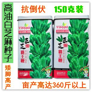 巨芝霸王鞭芝麻种子白芝麻高油高产抗病矮杆抗倒伏农用大田植种籽