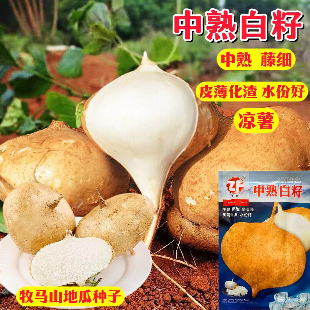 中熟白籽地瓜种子凉薯种子白地瓜沙葛地萝卜种子香甜可口脆甜多汁