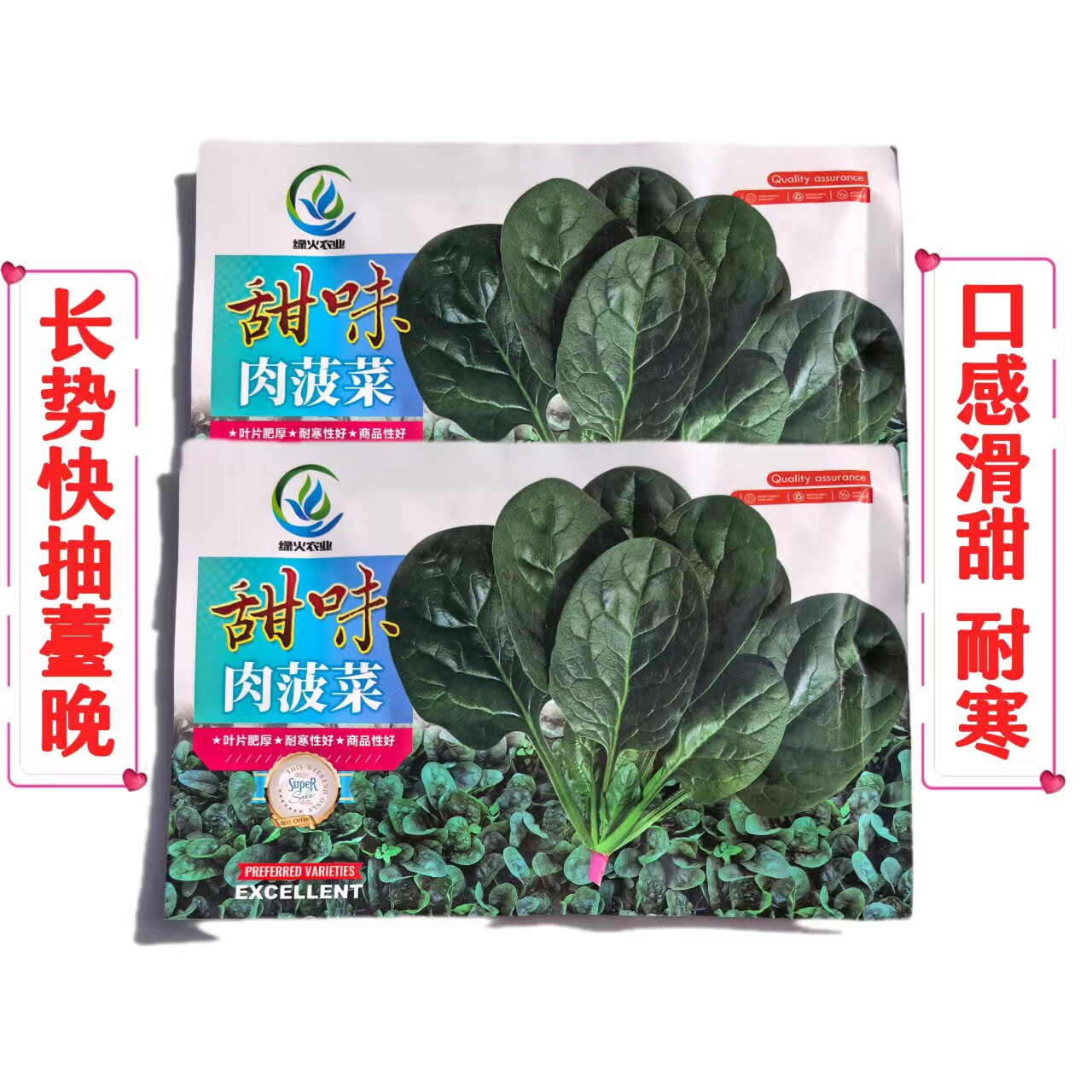 甜味肉菠菜种子叶片肥厚高产菠菜种籽耐寒庭院阳台盆栽蔬菜种子