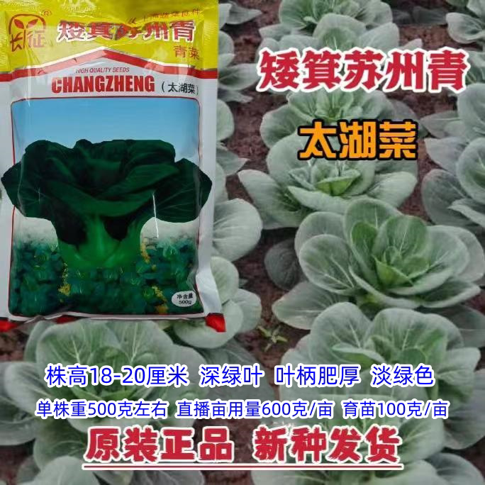矮箕苏州青种子优质太湖