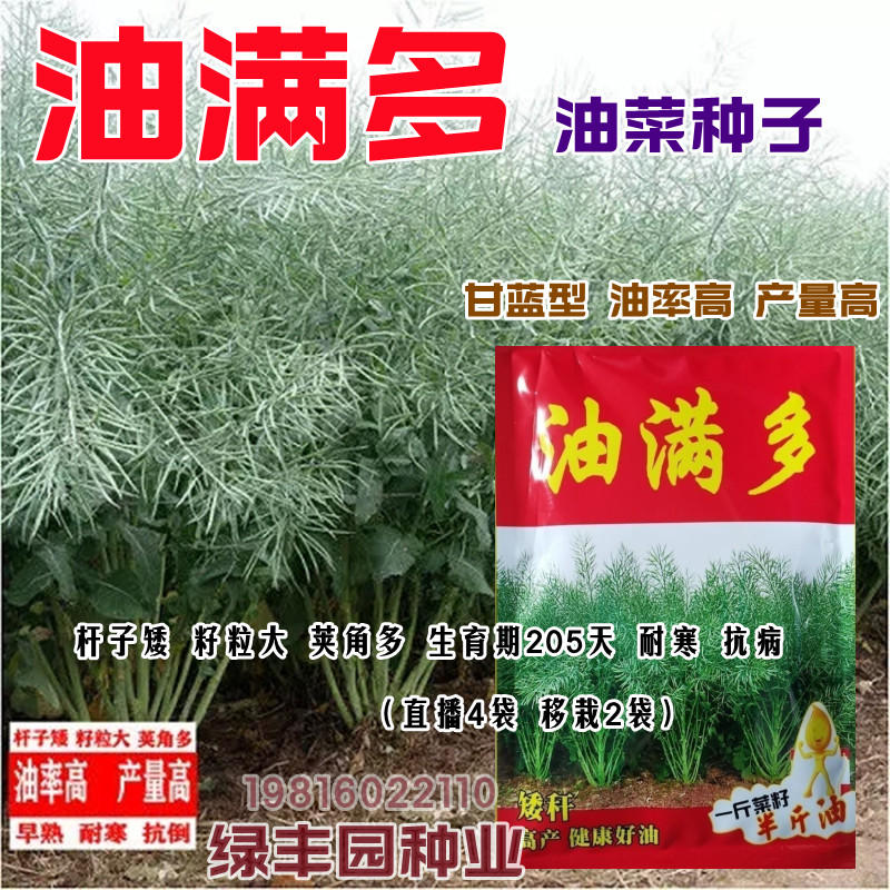 油满多油菜种子高产高油耐寒抗病