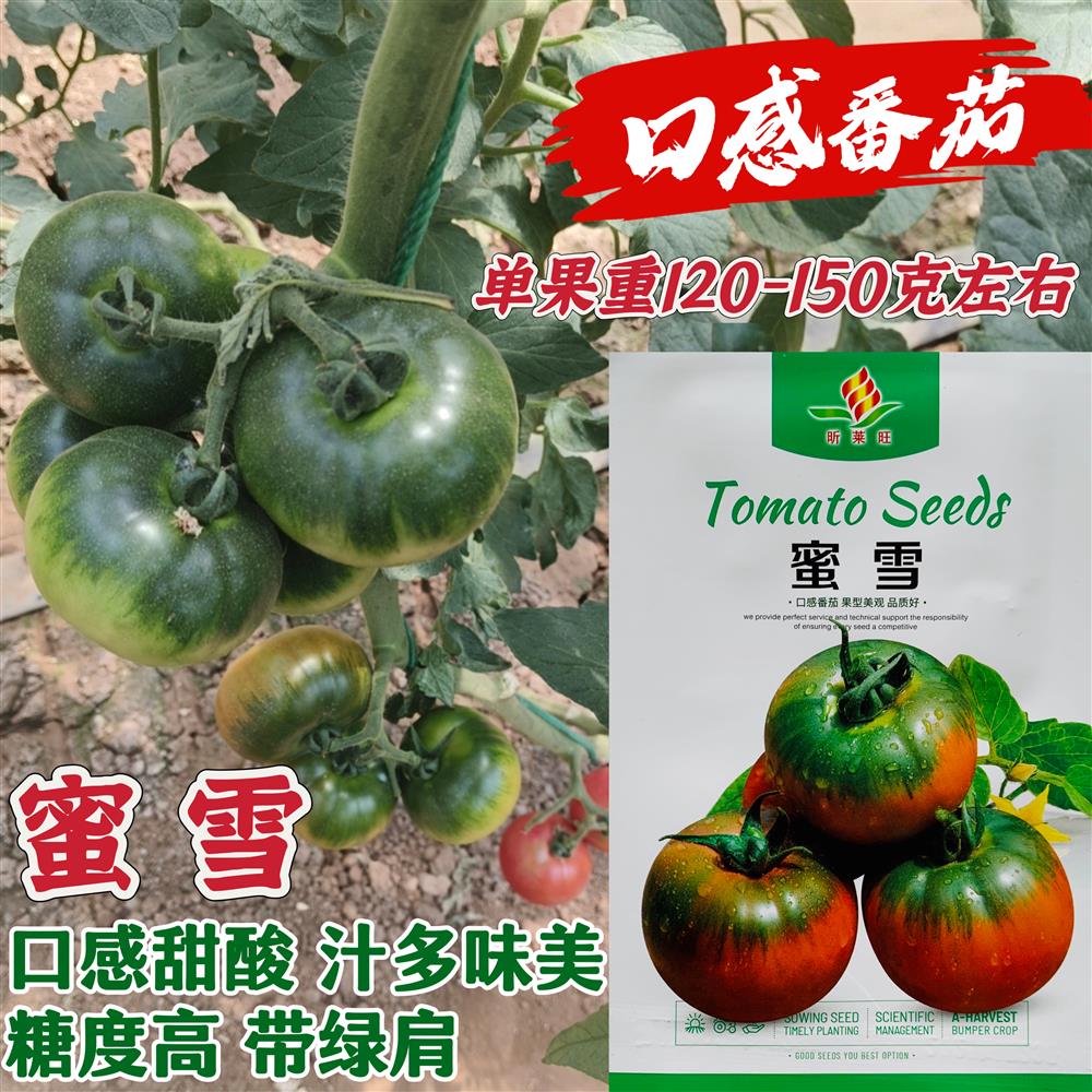 水果番茄种子口感甜酸味浓汁多高糖草莓番茄带绿肩西红柿种籽