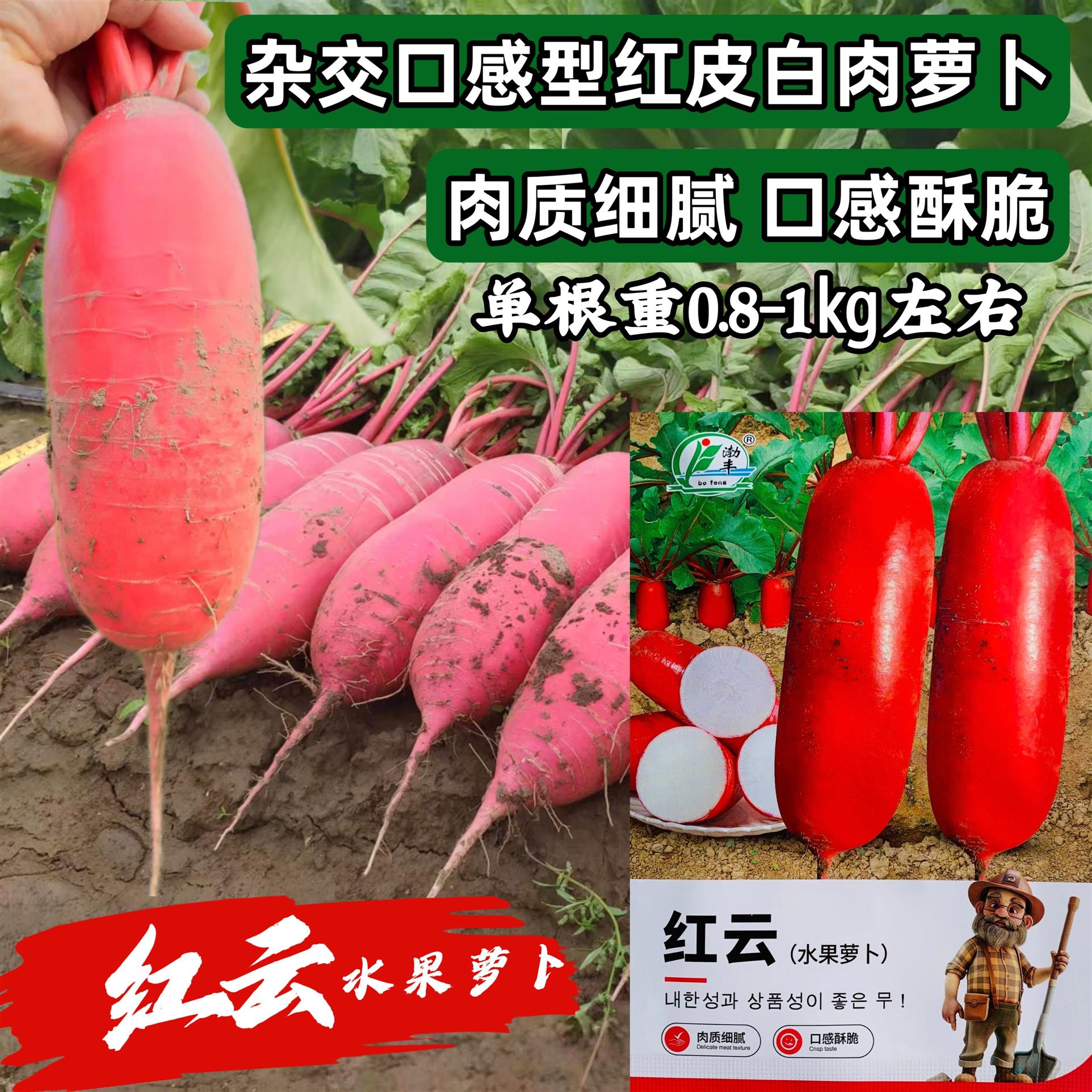 红云水果萝卜种子红皮白