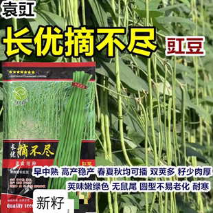 长优摘不尽厚肉型长豇豆种子特长高产热播早中熟压塌架豆角种子孑